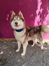 HAILEY, Hund, Husky in Spanien - Bild 5