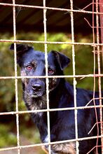 KALINA, Hund, Mischlingshund in Italien - Bild 1
