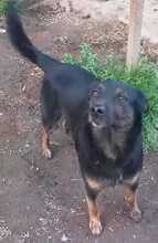 KALINA, Hund, Mischlingshund in Italien - Bild 2