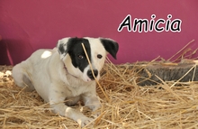 AMICIA, Hund, Mischling in Spanien - Bild 1