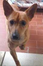WHISKY, Hund, Mischlingshund in Italien - Bild 1
