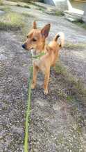WHISKY, Hund, Mischlingshund in Italien - Bild 2