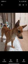 WHISKY, Hund, Mischlingshund in Italien - Bild 3