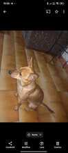 WHISKY, Hund, Mischlingshund in Italien - Bild 5