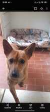 WHISKY, Hund, Mischlingshund in Italien - Bild 6