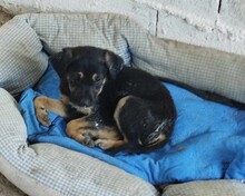 BRUCE, Hund, Mischlingshund in Griechenland - Bild 1