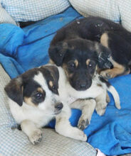 BRUCE, Hund, Mischlingshund in Griechenland - Bild 2