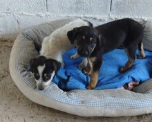 BRUCE, Hund, Mischlingshund in Griechenland - Bild 3