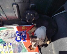 BRUCE, Hund, Mischlingshund in Griechenland - Bild 4
