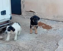 BRUCE, Hund, Mischlingshund in Griechenland - Bild 5