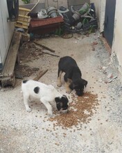 BRUCE, Hund, Mischlingshund in Griechenland - Bild 6