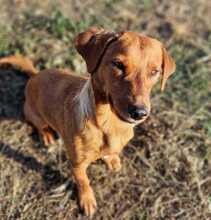 PEPPINO, Hund, Mischlingshund in Italien - Bild 1