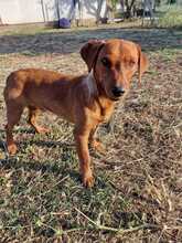 PEPPINO, Hund, Mischlingshund in Italien - Bild 2