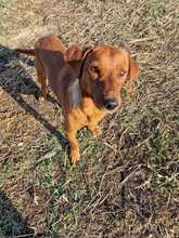 PEPPINO, Hund, Mischlingshund in Italien - Bild 3