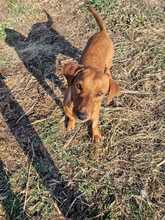 PEPPINO, Hund, Mischlingshund in Italien - Bild 4