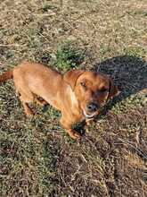 PEPPINO, Hund, Mischlingshund in Italien - Bild 5