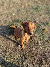 PEPPINO, Hund, Mischlingshund in Italien - Bild 6