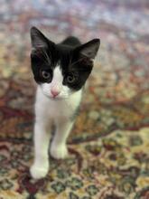MIA, Katze, Hauskatze in Rumänien - Bild 1