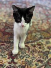 MIA, Katze, Hauskatze in Rumänien - Bild 2