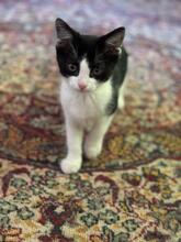 MIA, Katze, Hauskatze in Rumänien - Bild 3