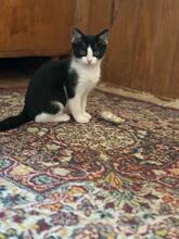 MIA, Katze, Hauskatze in Rumänien - Bild 4
