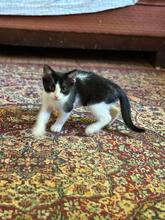MIA, Katze, Hauskatze in Rumänien - Bild 5