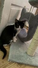 MIA, Katze, Hauskatze in Rumänien - Bild 6