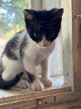 TOMMY, Katze, Hauskatze in Rumänien - Bild 2