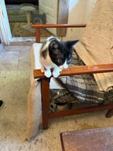 TOMMY, Katze, Hauskatze in Rumänien - Bild 3