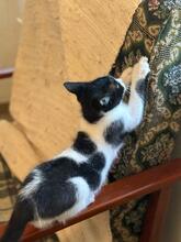 TOMMY, Katze, Hauskatze in Rumänien - Bild 4