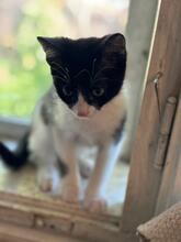 TOMMY, Katze, Hauskatze in Rumänien - Bild 5