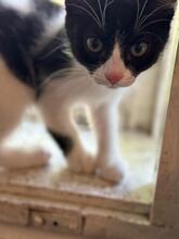 TOMMY, Katze, Hauskatze in Rumänien - Bild 6