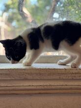 TOMMY, Katze, Hauskatze in Rumänien - Bild 7