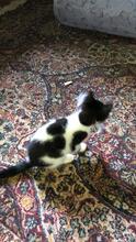 TOMMY, Katze, Hauskatze in Rumänien - Bild 8