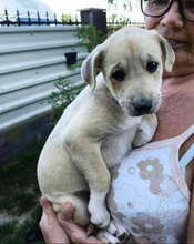BANU, Hund, Mischlingshund in Rumänien - Bild 2