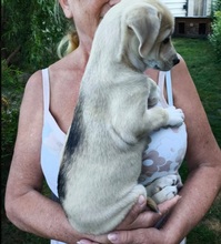BANU, Hund, Mischlingshund in Rumänien - Bild 3
