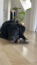 FELIX, Hund, Mischlingshund in Schwerte - Bild 1