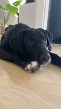 FELIX, Hund, Mischlingshund in Schwerte - Bild 2