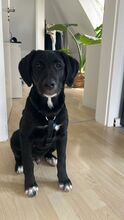 FELIX, Hund, Mischlingshund in Schwerte - Bild 3