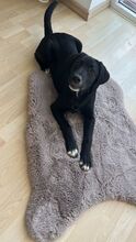 FELIX, Hund, Mischlingshund in Schwerte - Bild 4