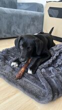 FELIX, Hund, Mischlingshund in Schwerte - Bild 6