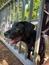 FELIX, Hund, Mischlingshund in Schwerte - Bild 7