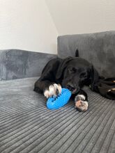 FELIX, Hund, Mischlingshund in Schwerte - Bild 8