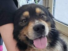 KARLI, Hund, Mischlingshund in Rumänien - Bild 1