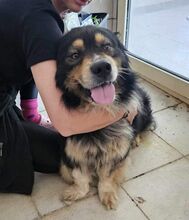 KARLI, Hund, Mischlingshund in Rumänien - Bild 2