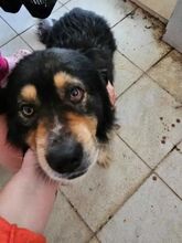 KARLI, Hund, Mischlingshund in Rumänien - Bild 3