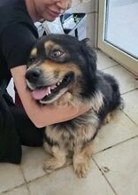 KARLI, Hund, Mischlingshund in Rumänien - Bild 5
