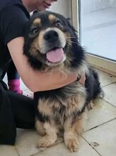 KARLI, Hund, Mischlingshund in Rumänien - Bild 6