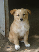 PIPPA, Hund, Mischlingshund in Bulgarien - Bild 1