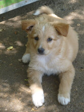 PIPPA, Hund, Mischlingshund in Bulgarien - Bild 2